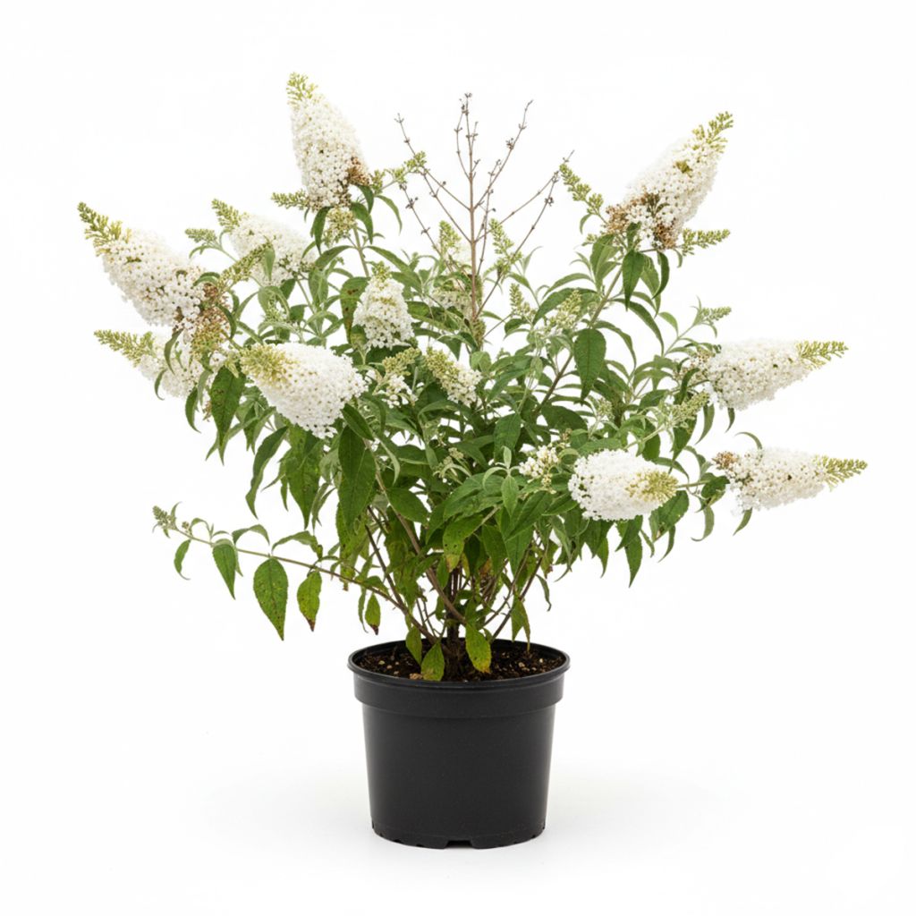 Arbre à papillons blanc