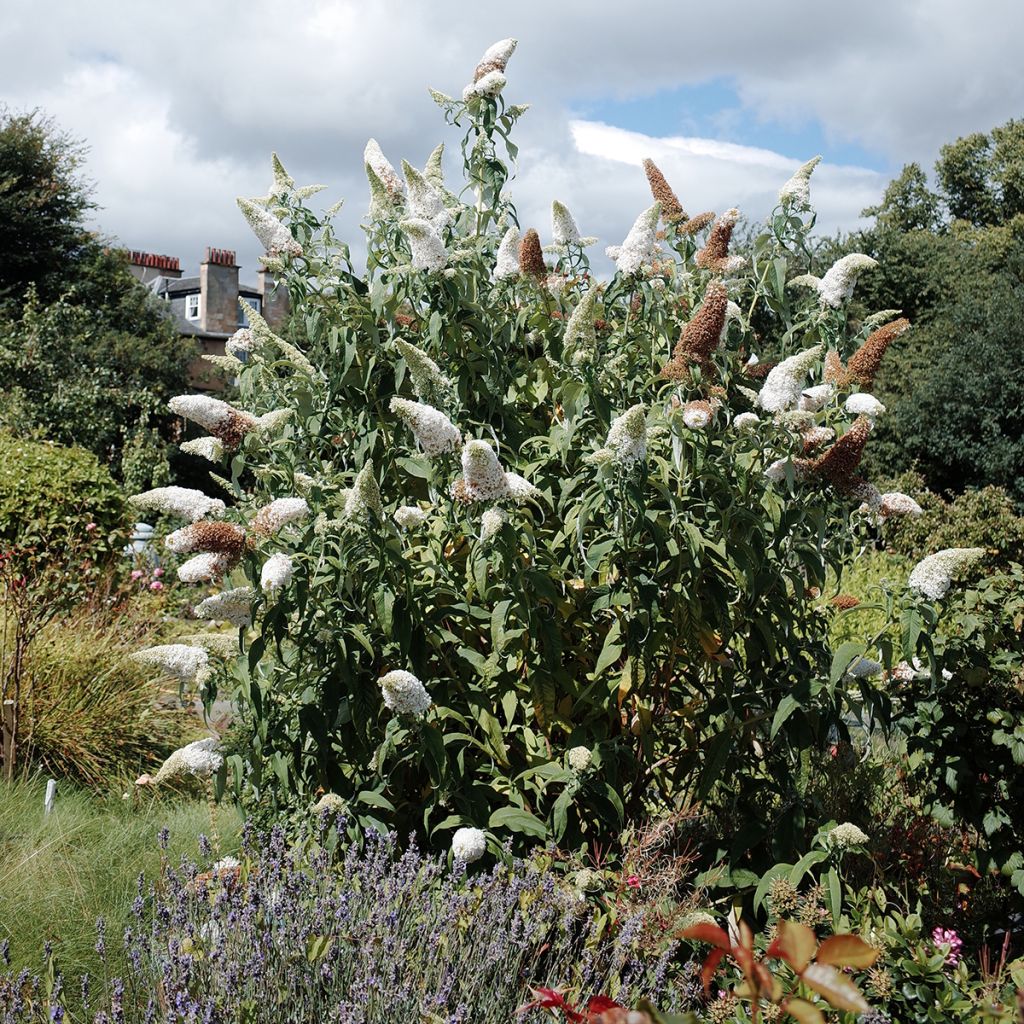Arbre à papillons blanc