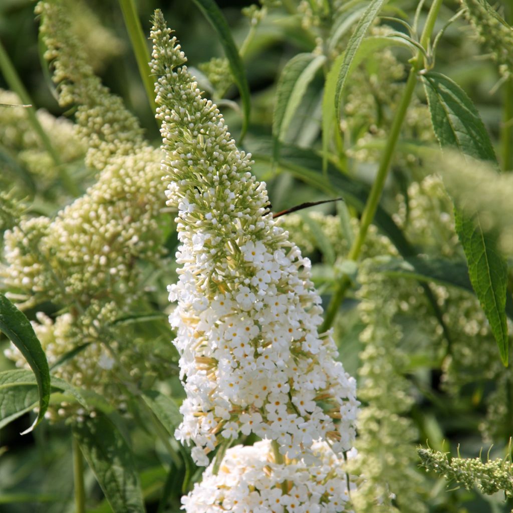 Arbre à papillons blanc