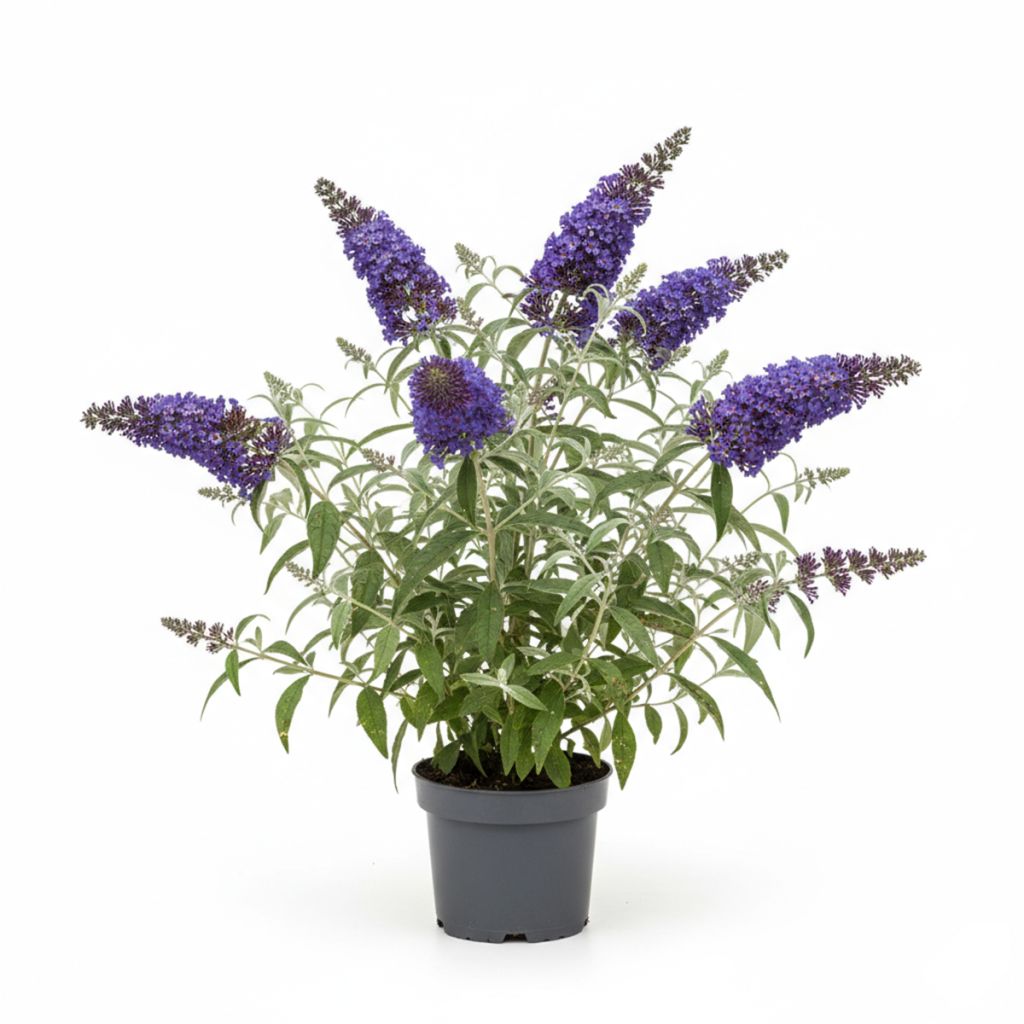 Arbre à papillons bleu