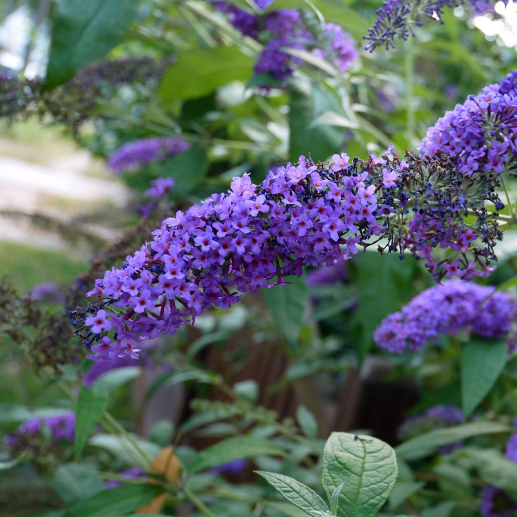Arbre à papillons bleu