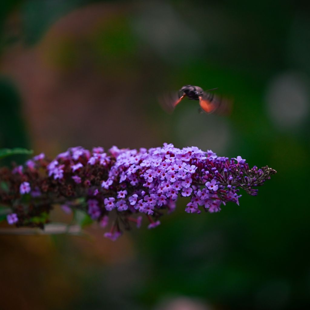 Arbre à papillons nain violet
