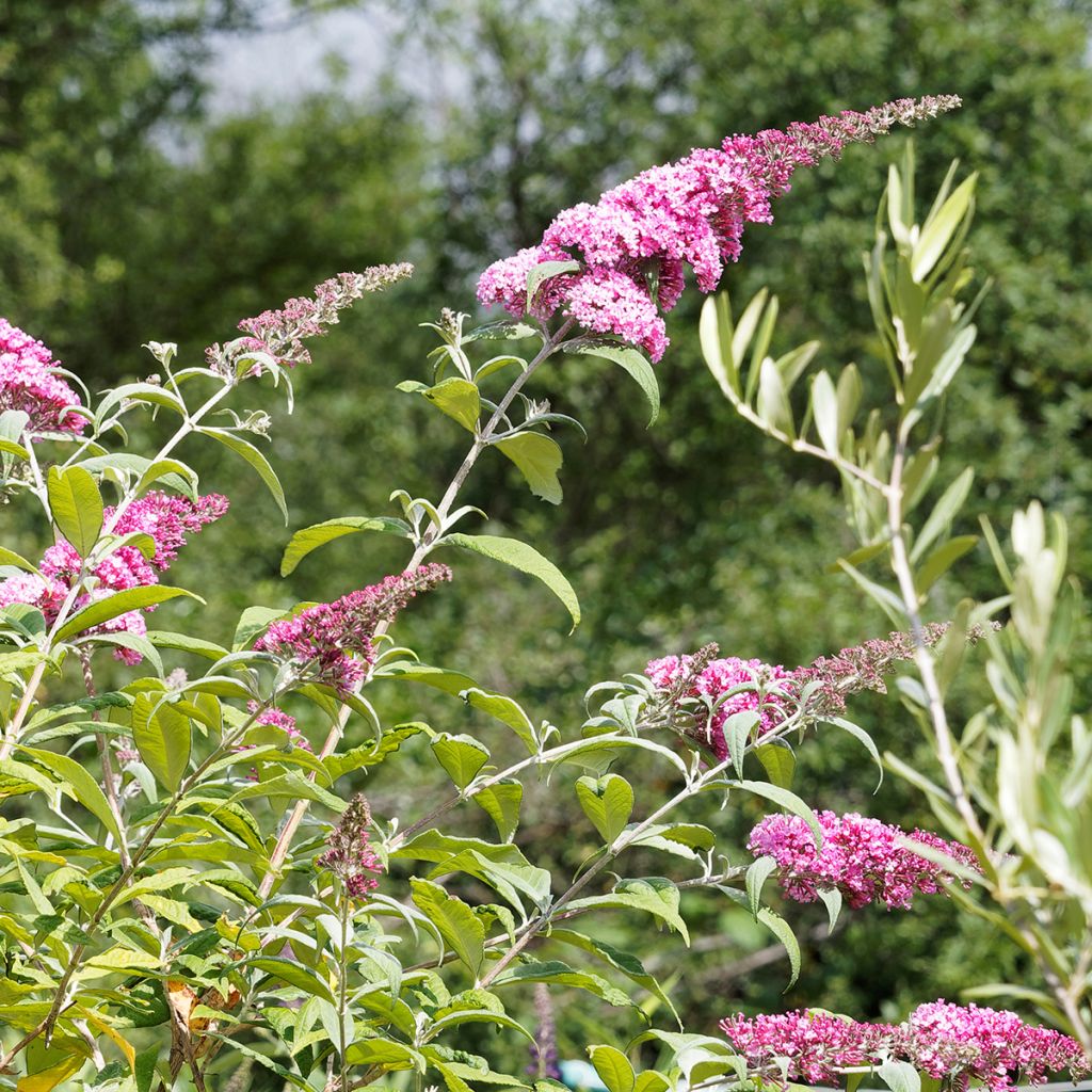 Arbre à papillons rose