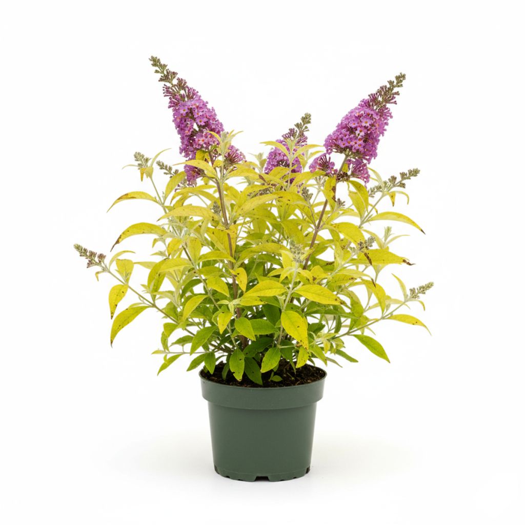 Arbre à papillons violet à feuillage doré