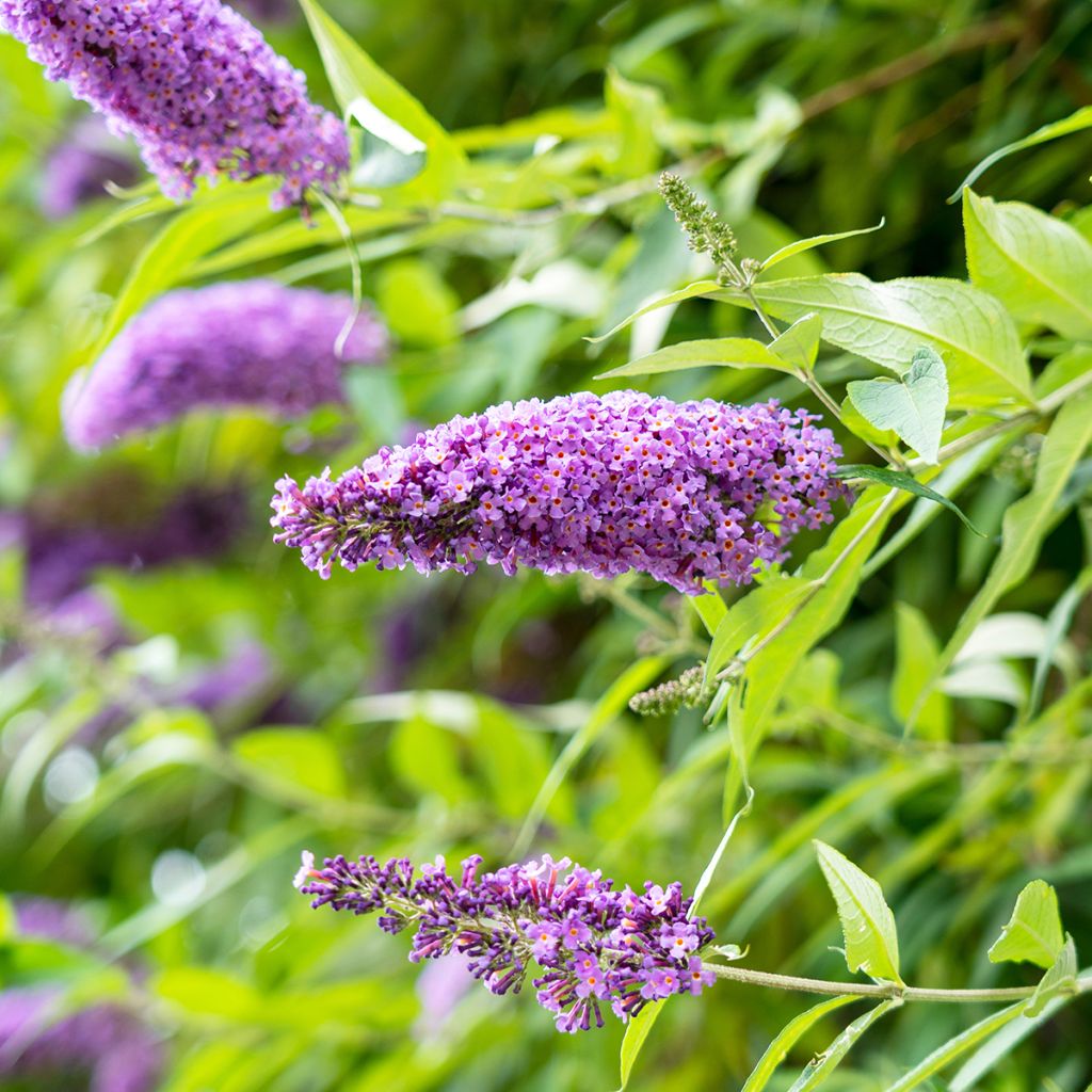Arbre à papillons violet à feuillage doré