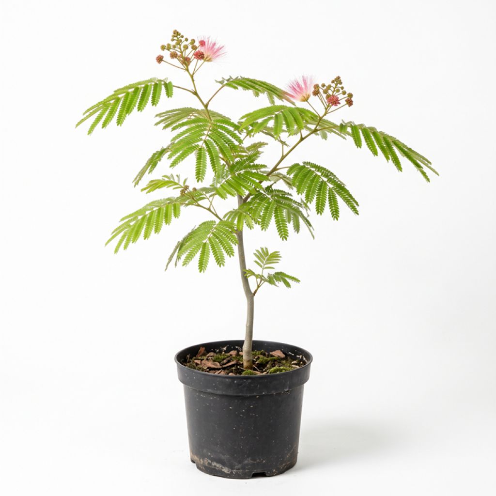 Arbre à soie - Albizia
