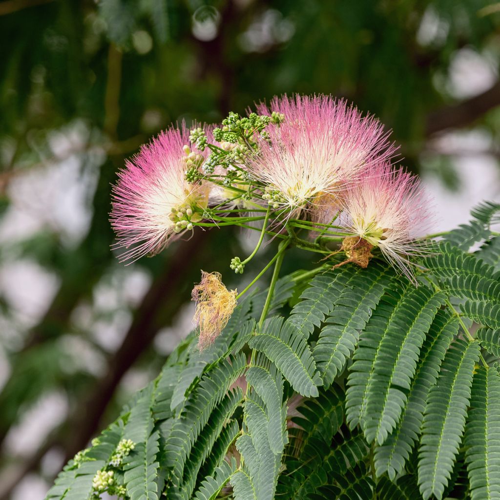 Arbre à soie - Albizia