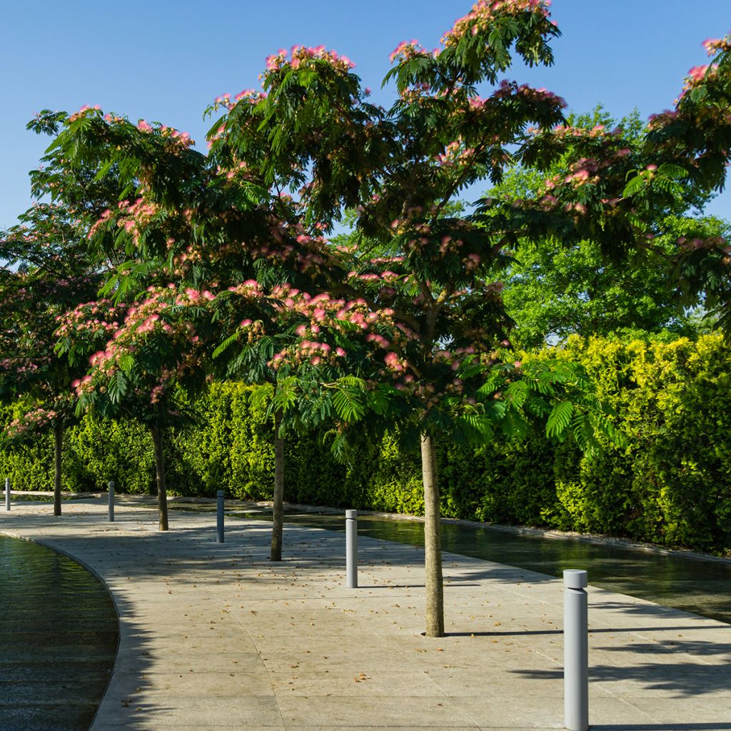 Arbre à soie - Albizia