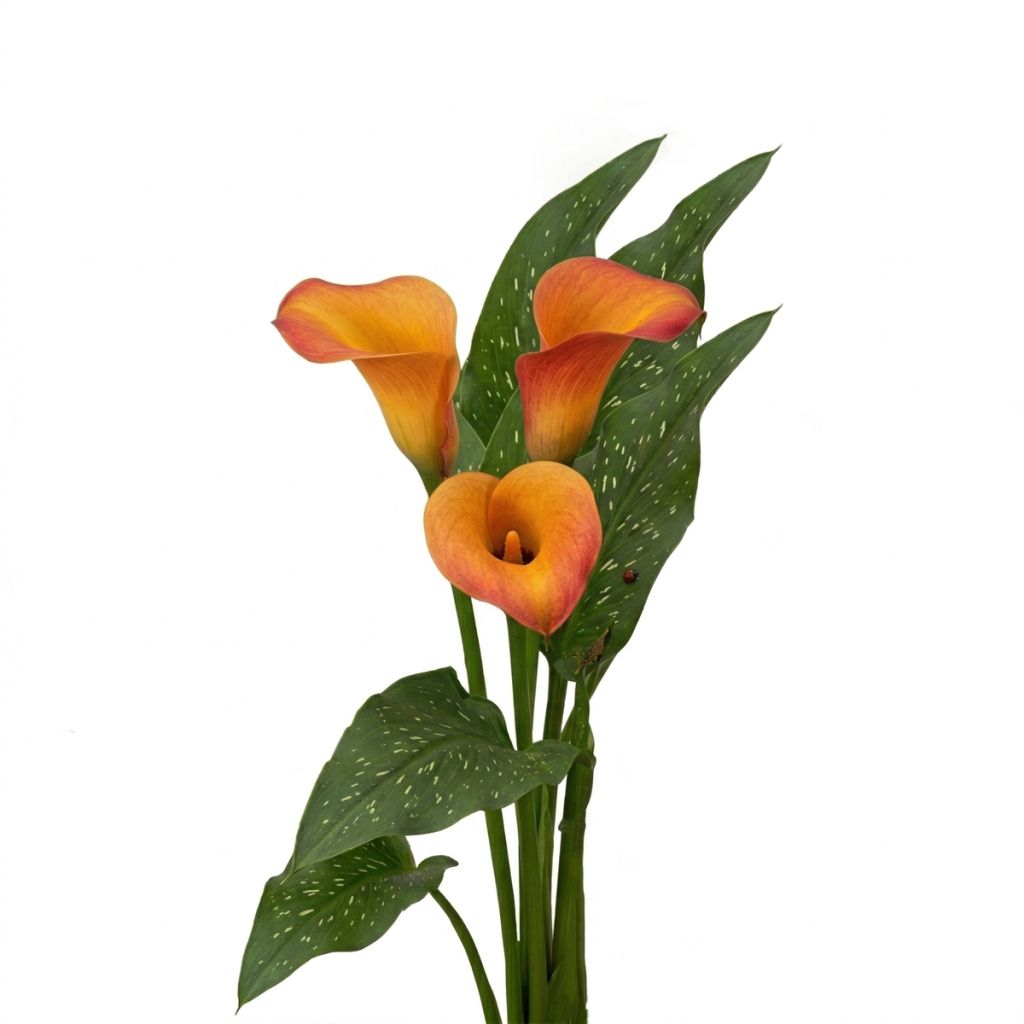 Arum jaune orangé