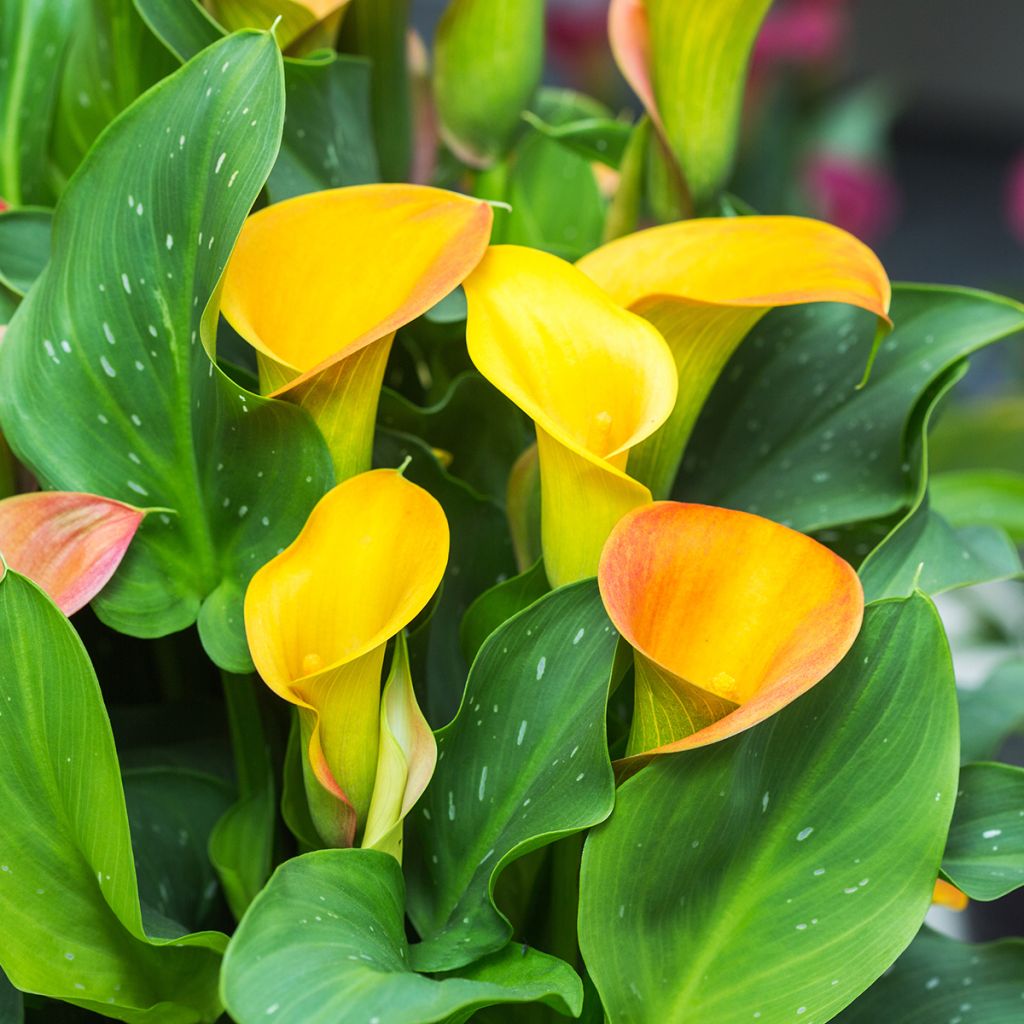 Arum jaune orangé