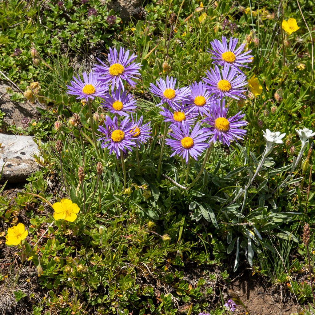 Aster bleu