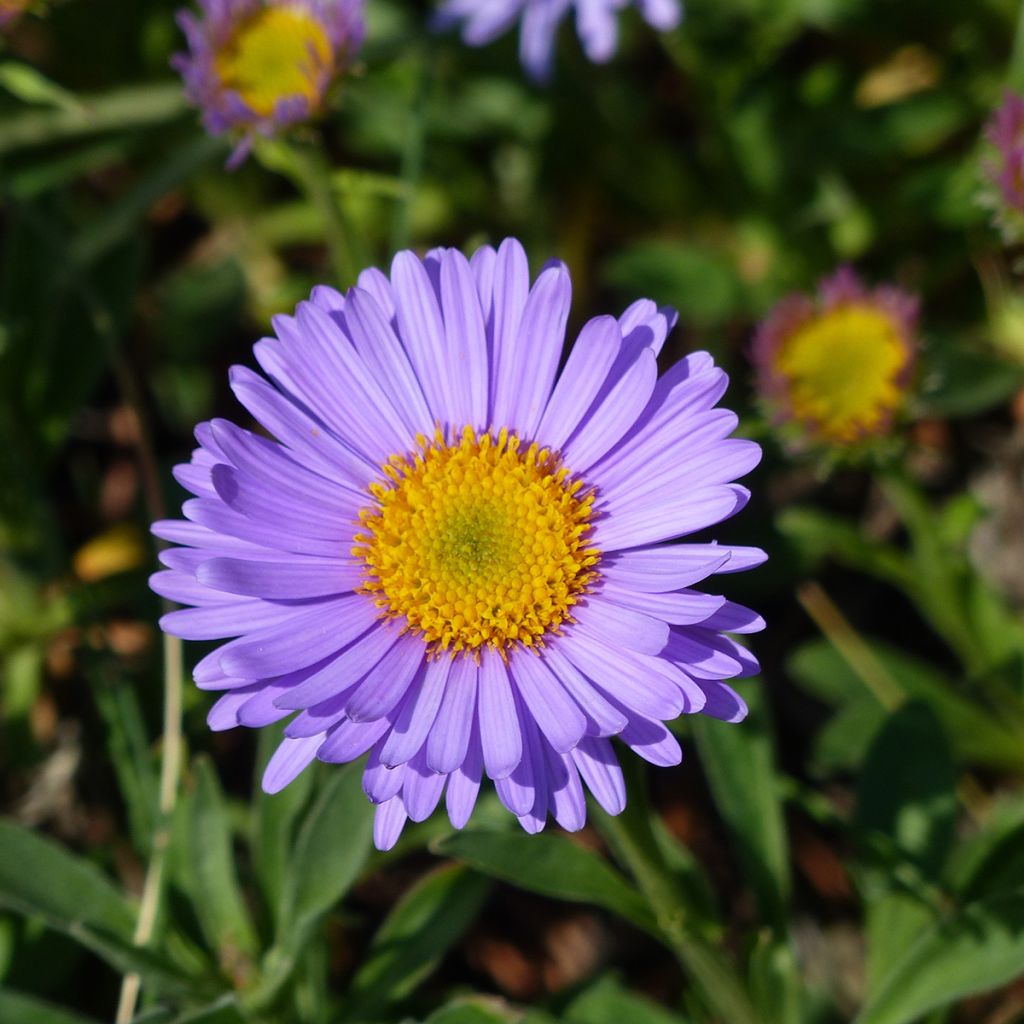 Aster bleu-violet