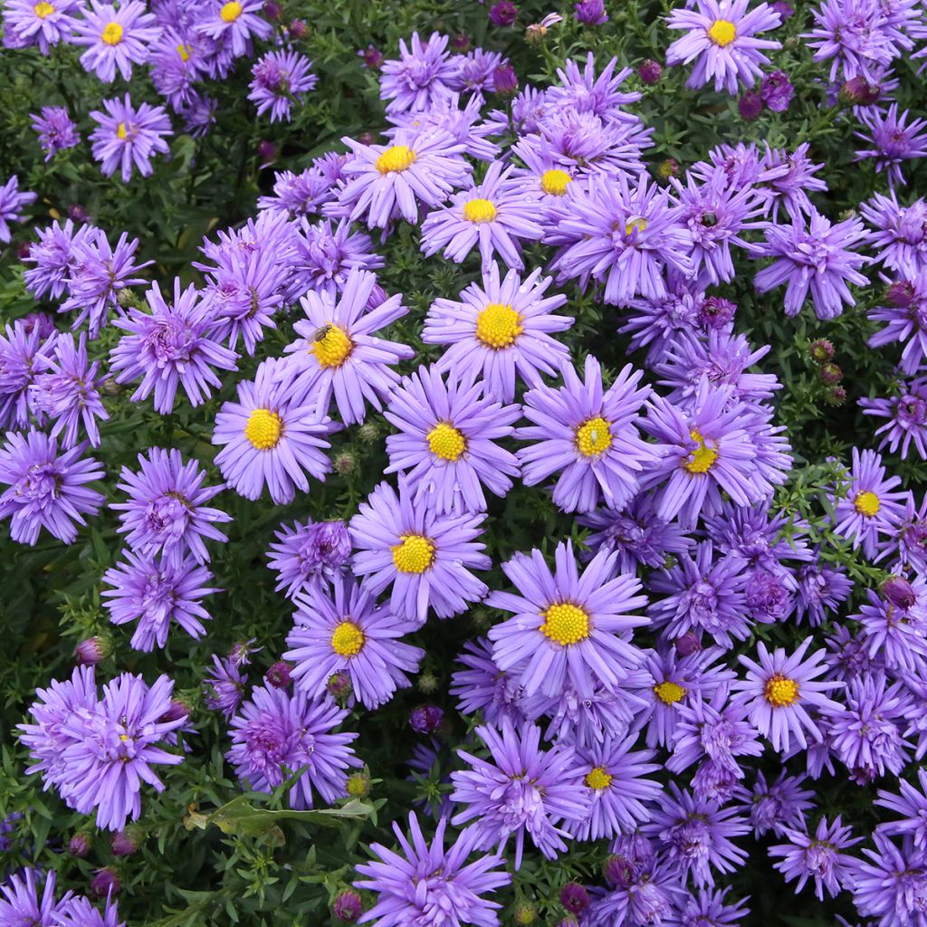 Aster bleu-violet