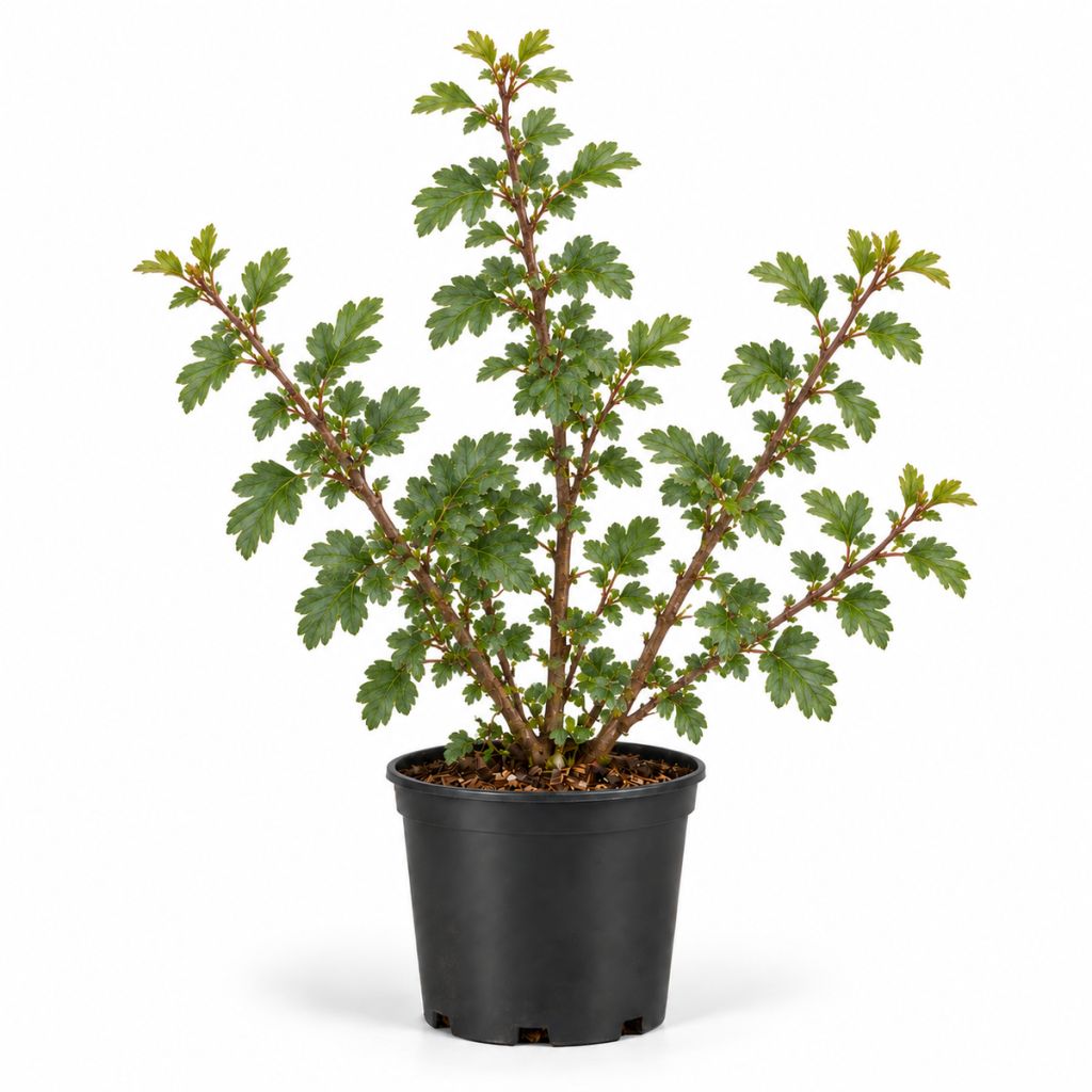 Aubépine
