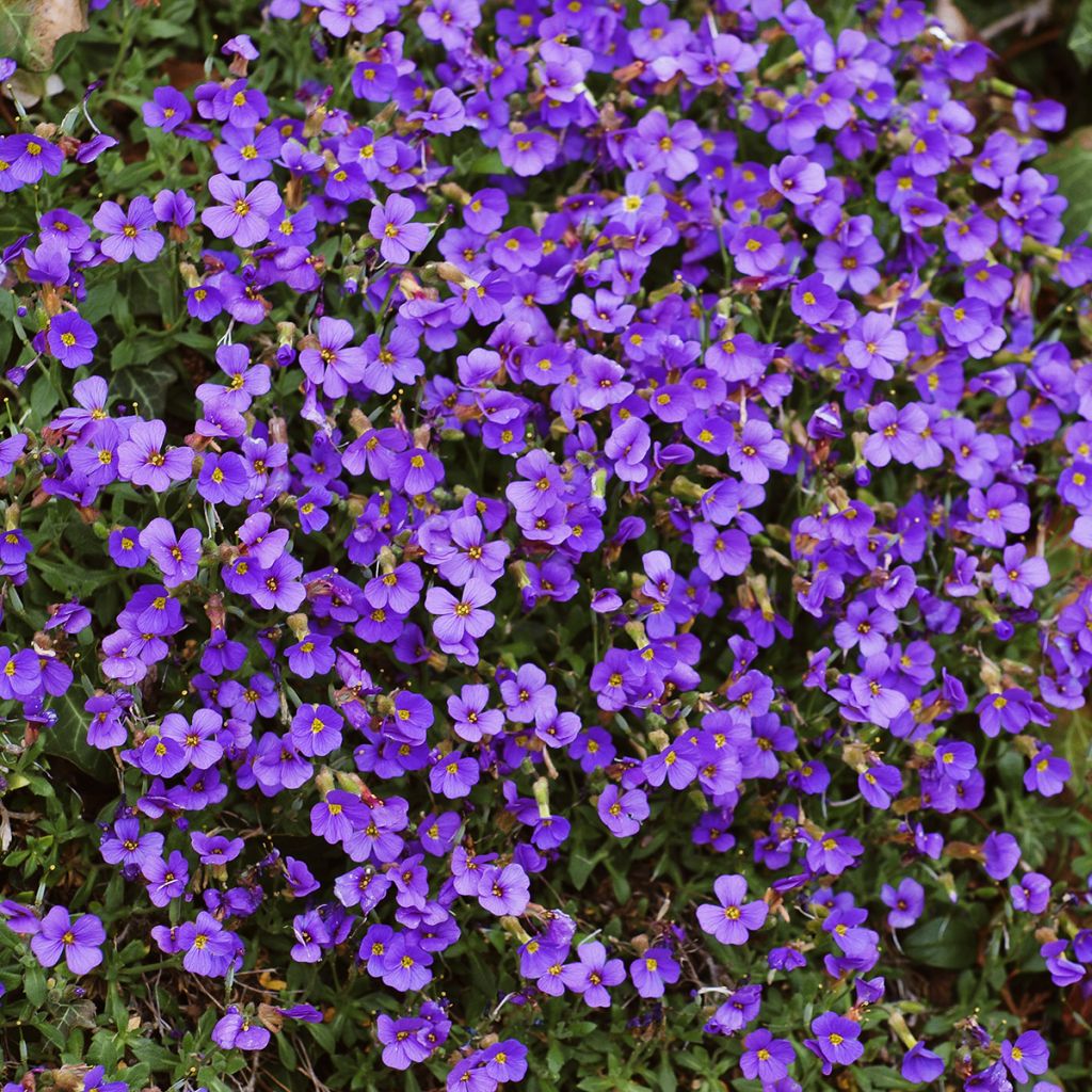 Aubriète bleue
