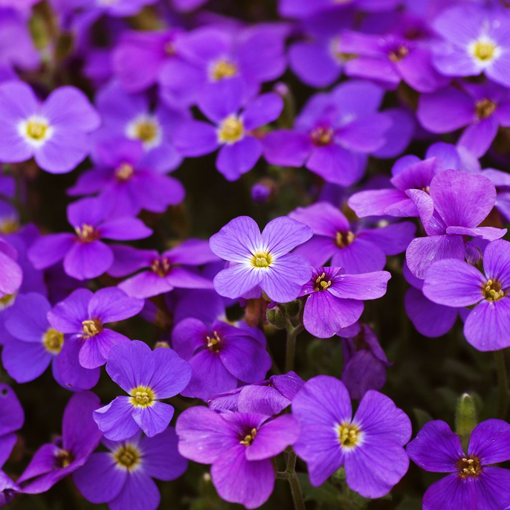 Aubriète bleue