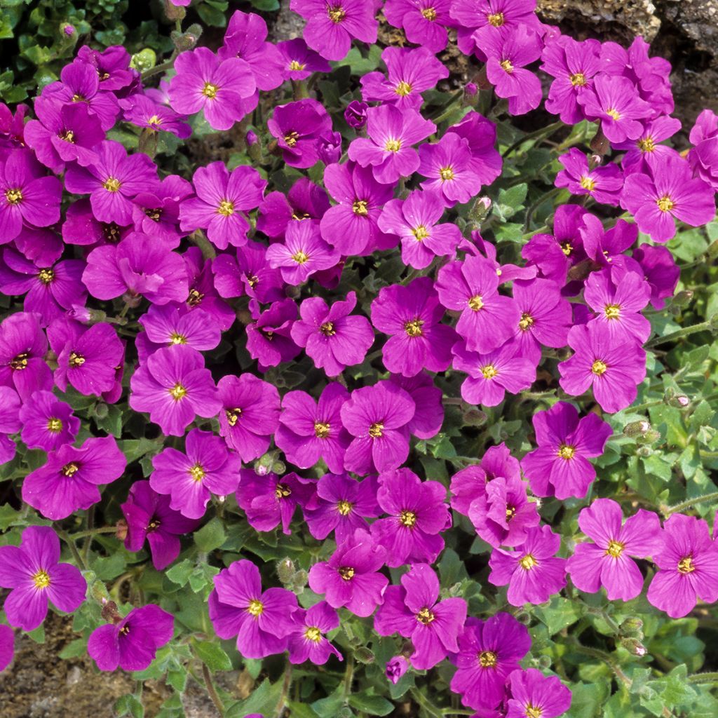 Aubriète rouge