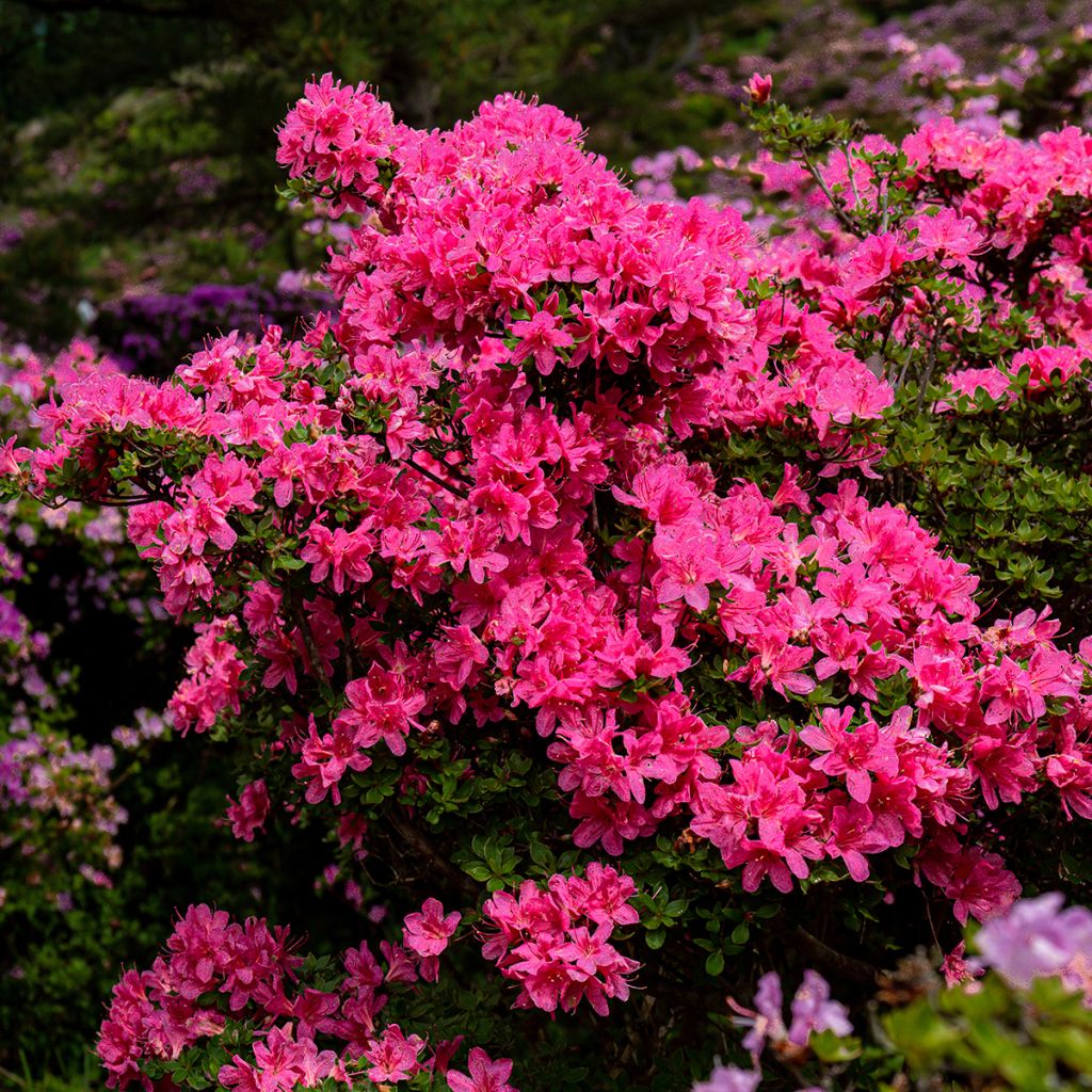 Azalée du Japon rose rouge