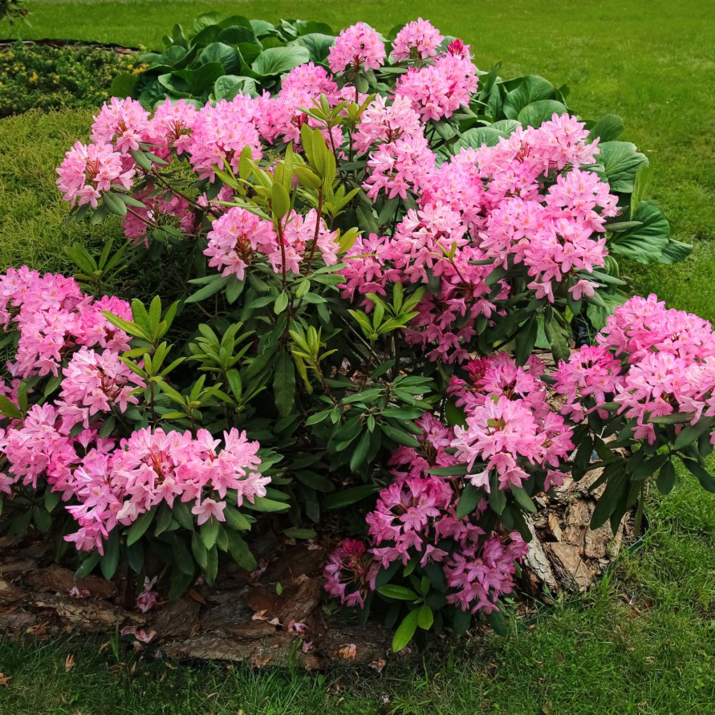 Azalée du Japon rose tendre