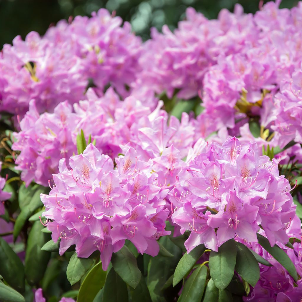 Azalée du Japon rose tendre