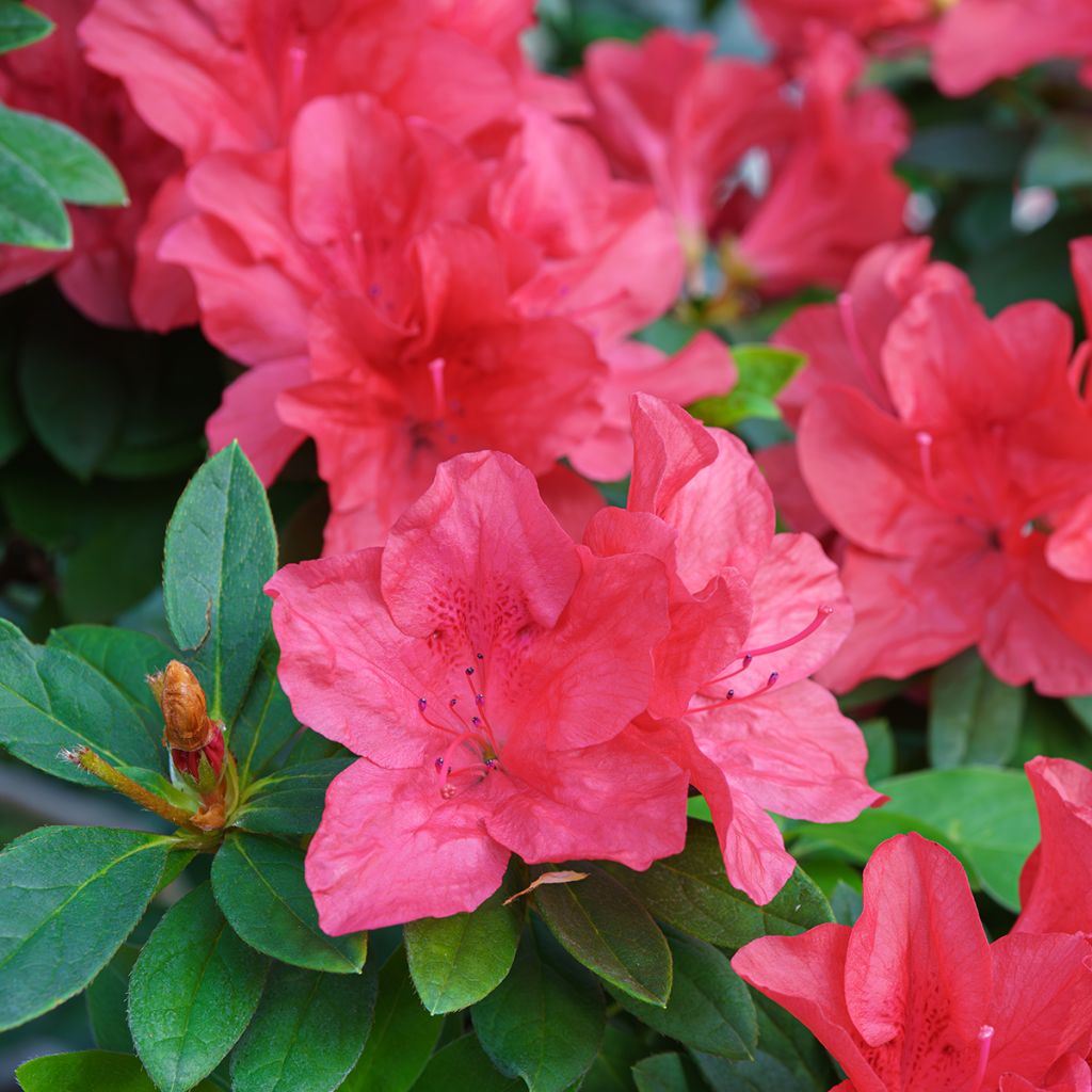 Azalée du Japon rose vif