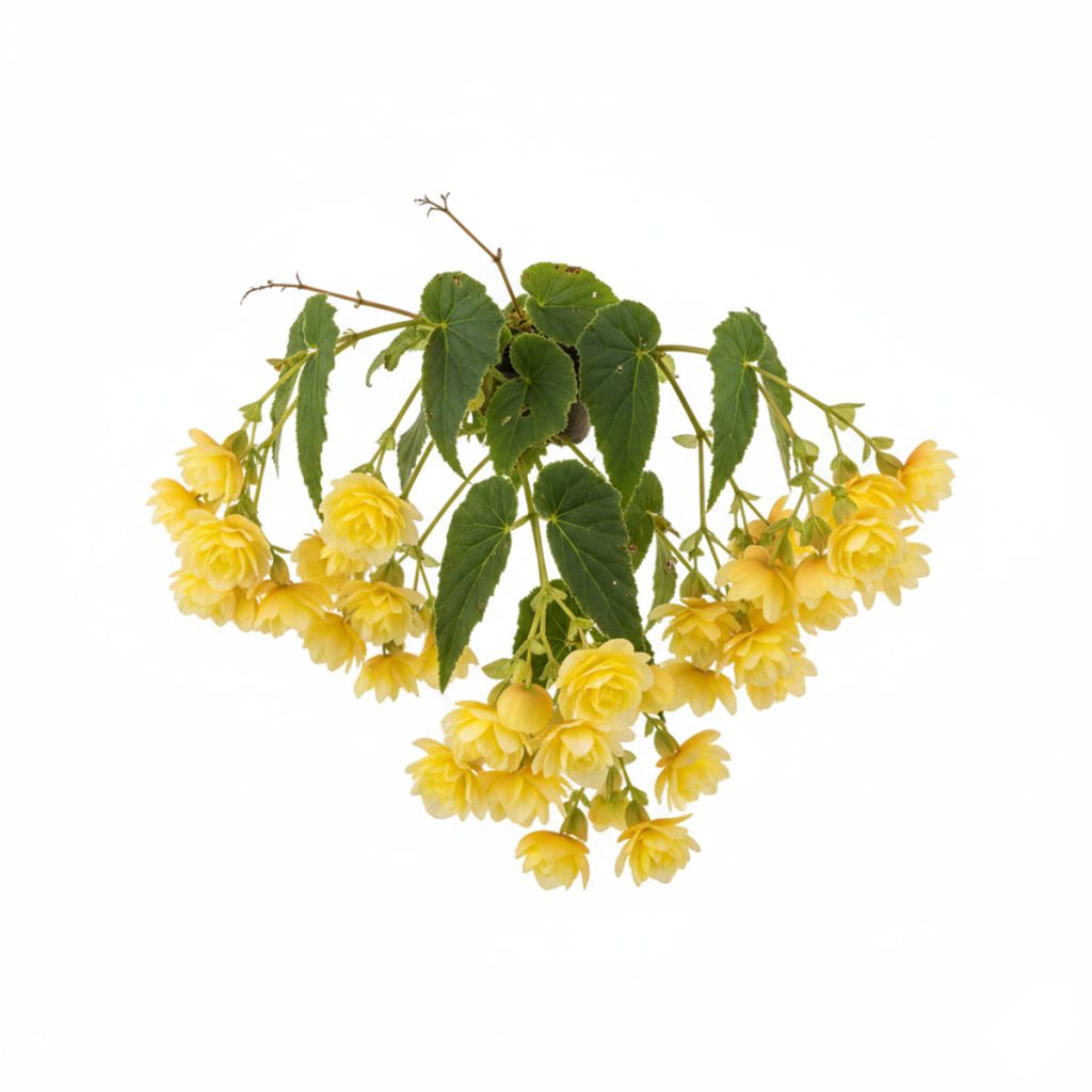 Bégonia retombant jaune