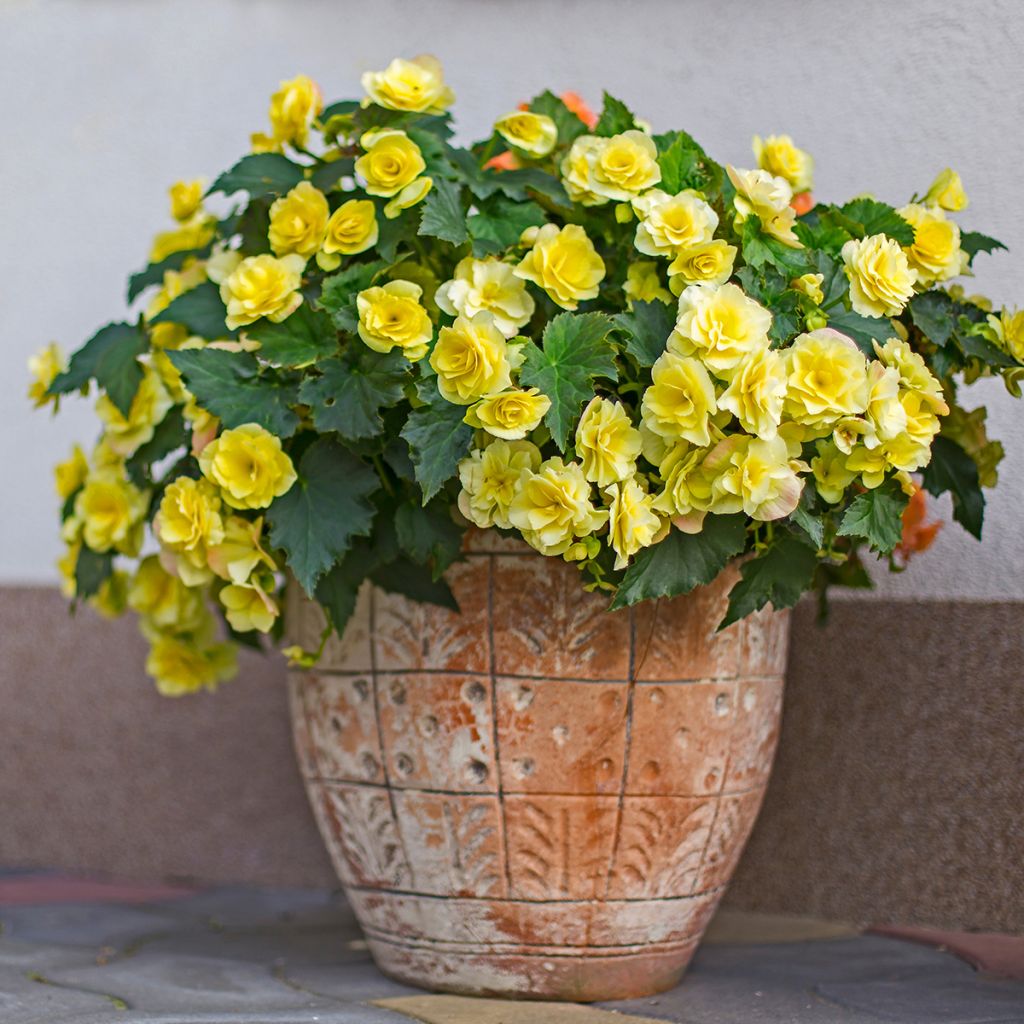 Bégonia retombant jaune