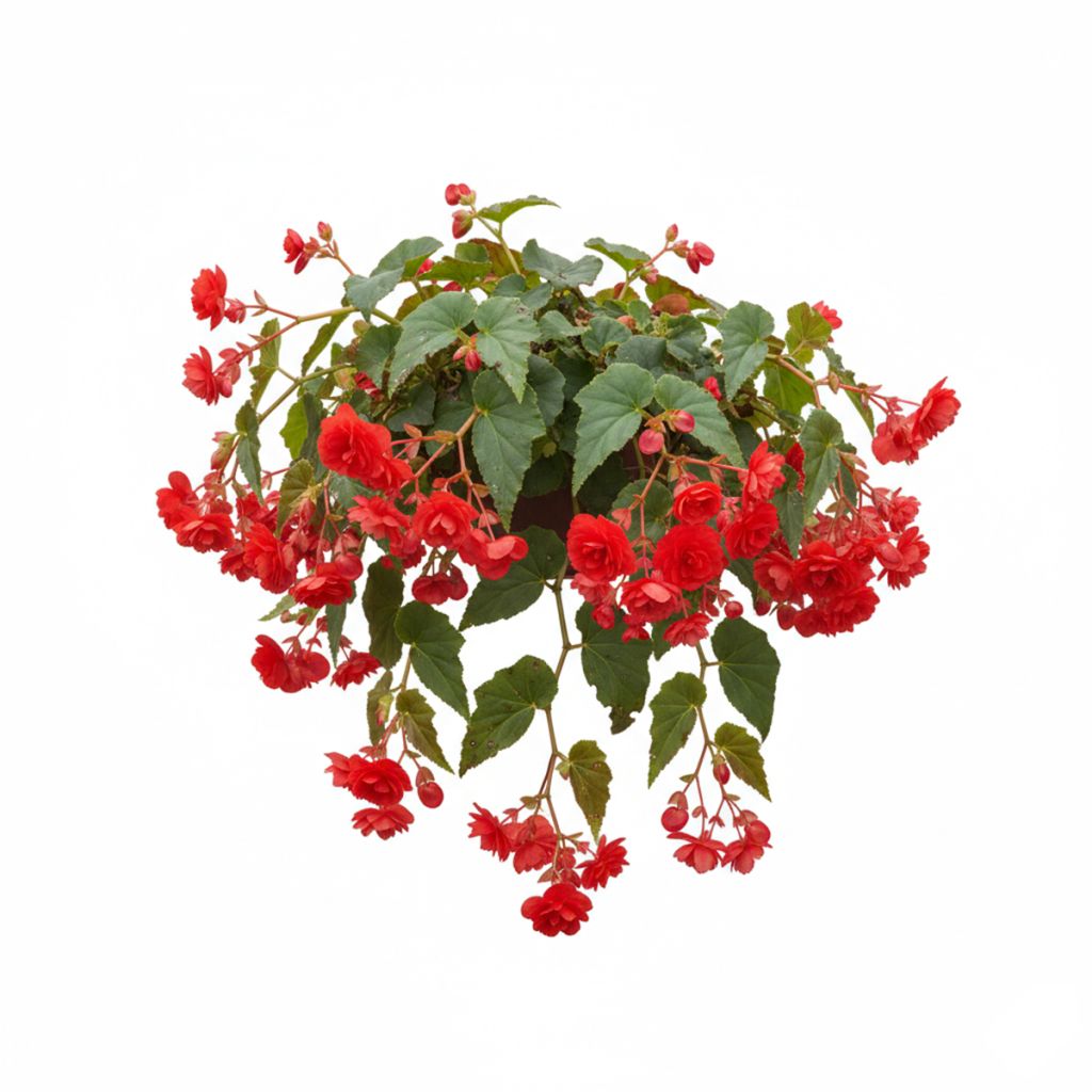Bégonia retombant rouge