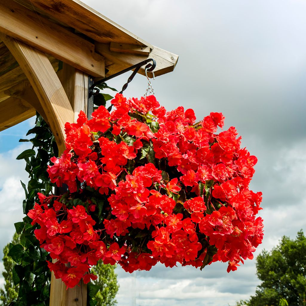 Bégonia retombant rouge