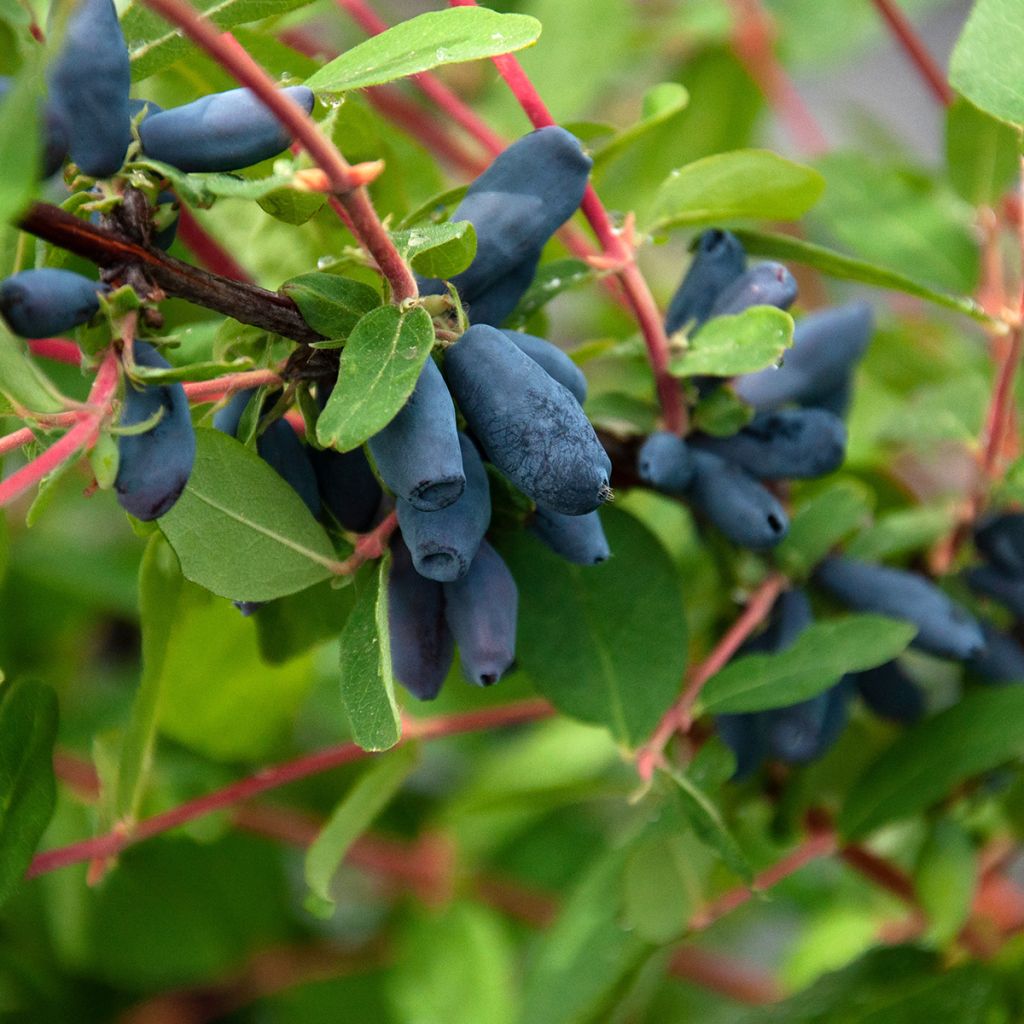 Baie de mai Blue Velvet