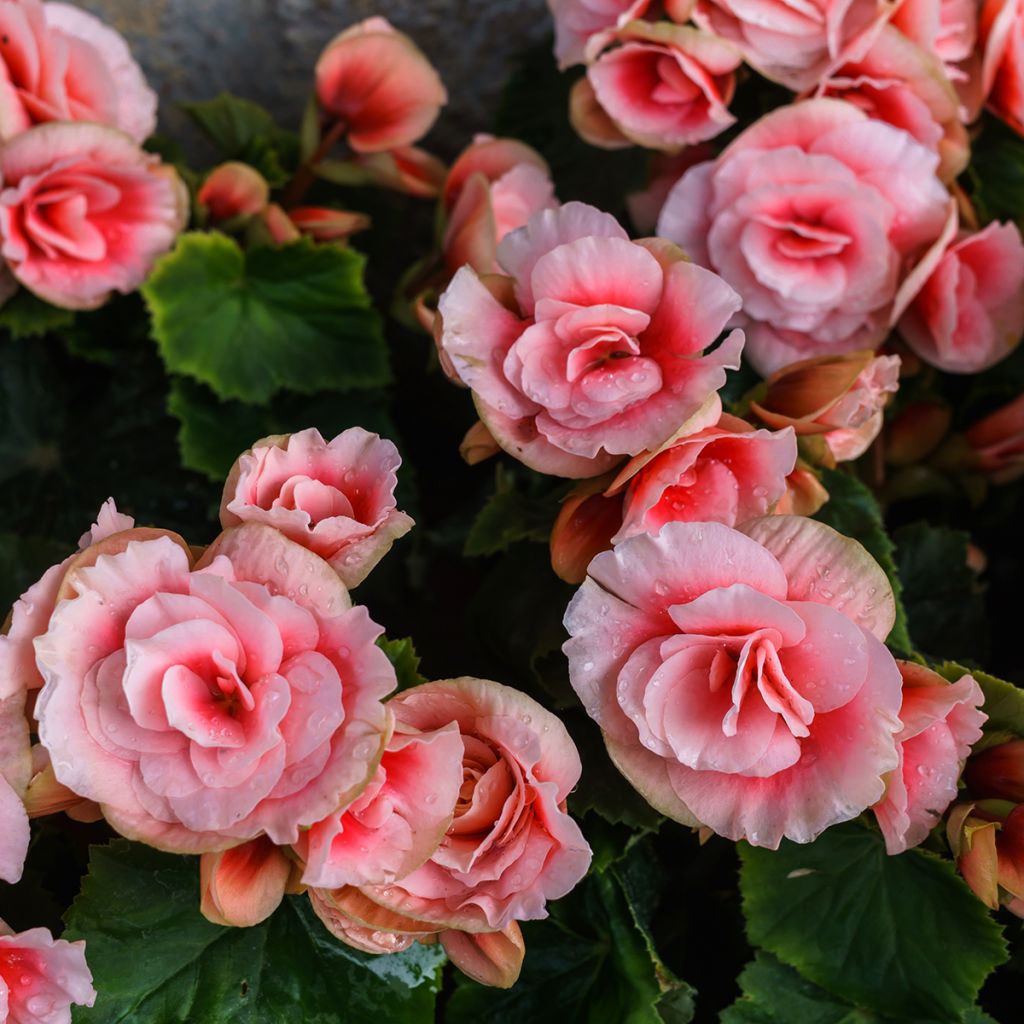 Begonia double rose
