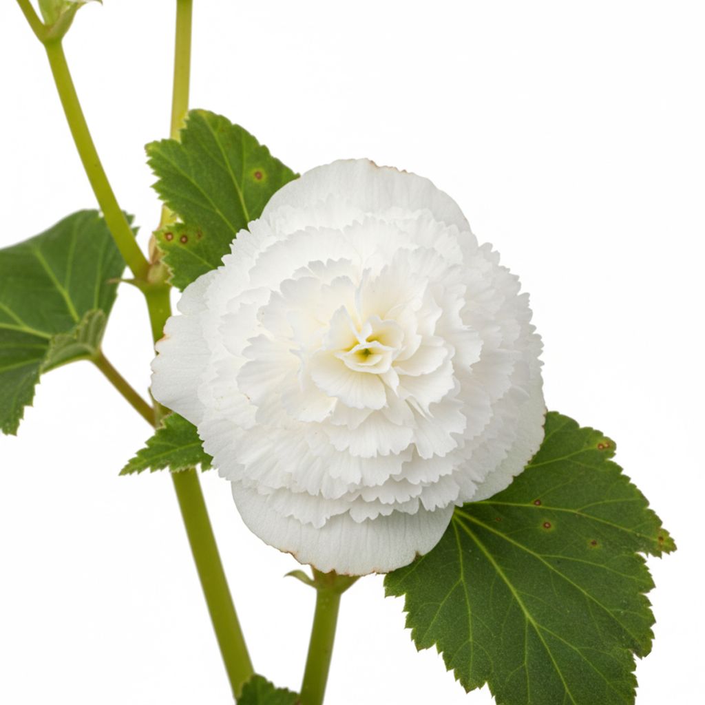 Begonia frisé blanc