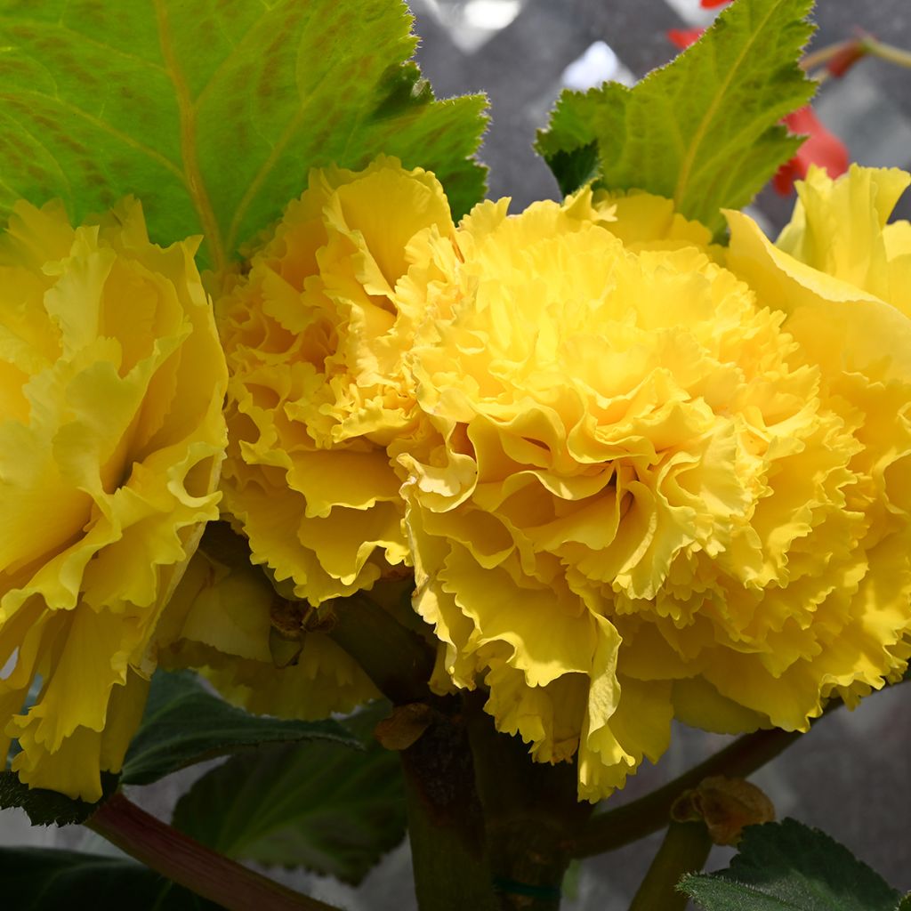 Begonia frisé jaune