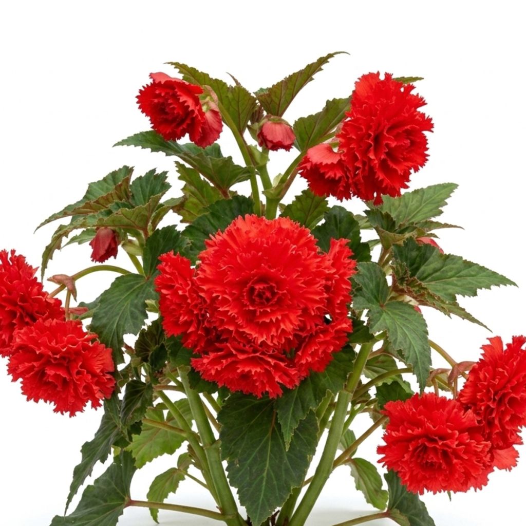Begonia frisé rouge