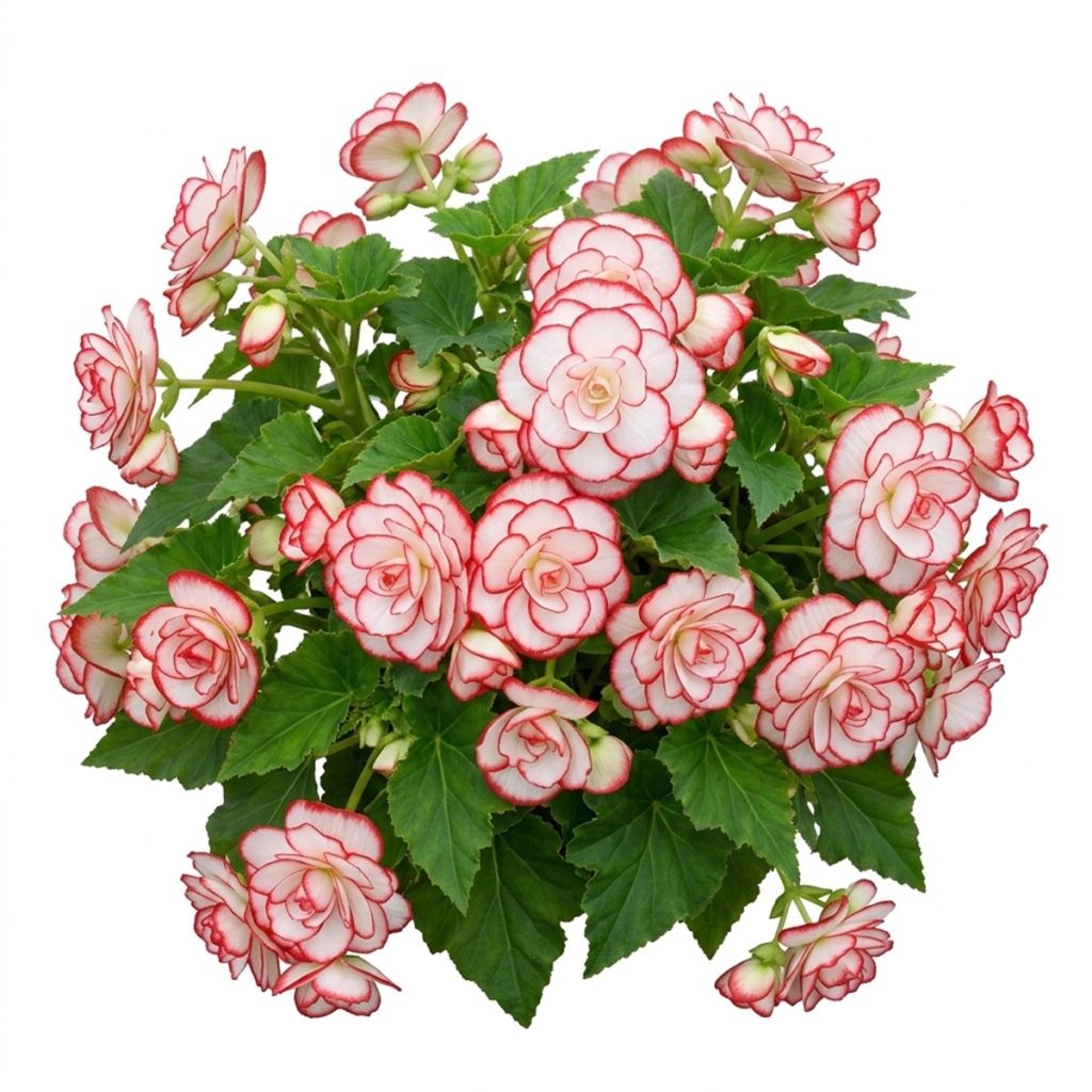 Begonia à grandes fleurs blanc et rouge