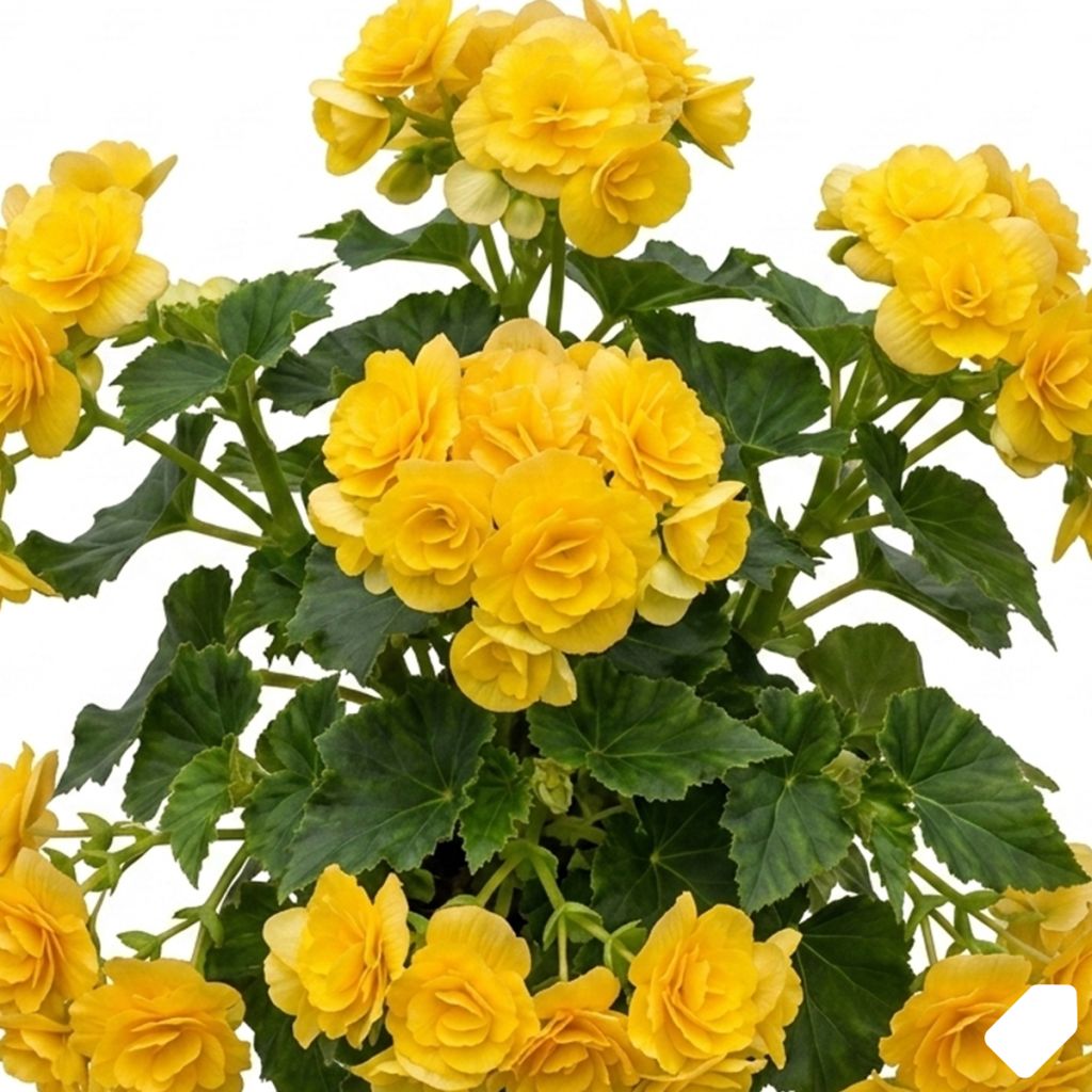 Begonia à grandes fleurs jaune
