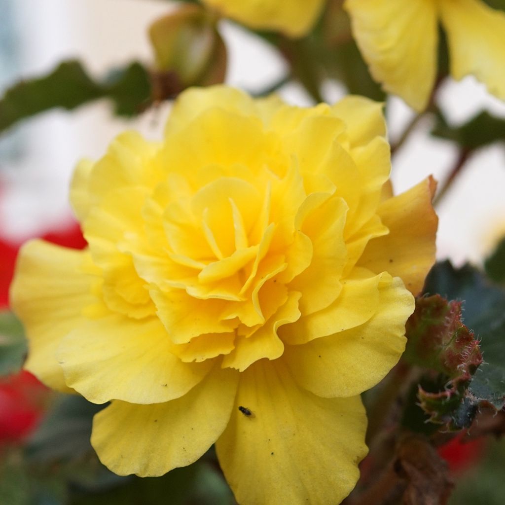 Begonia à grandes fleurs jaune