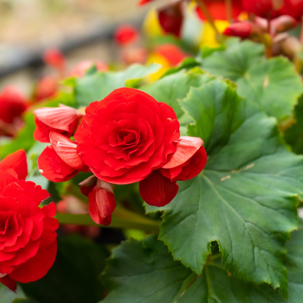 Begonia à grandes fleurs rouge