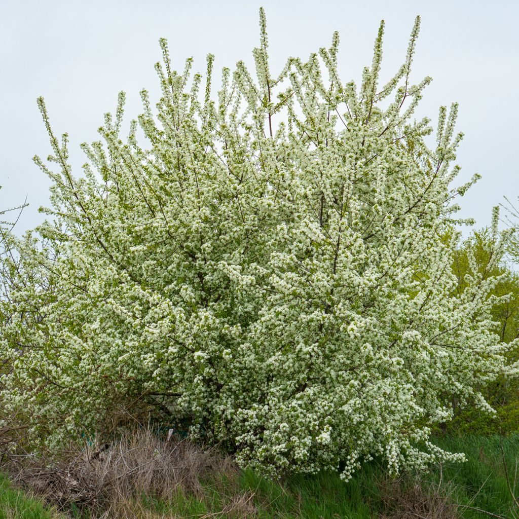 Bois de sainte Lucie