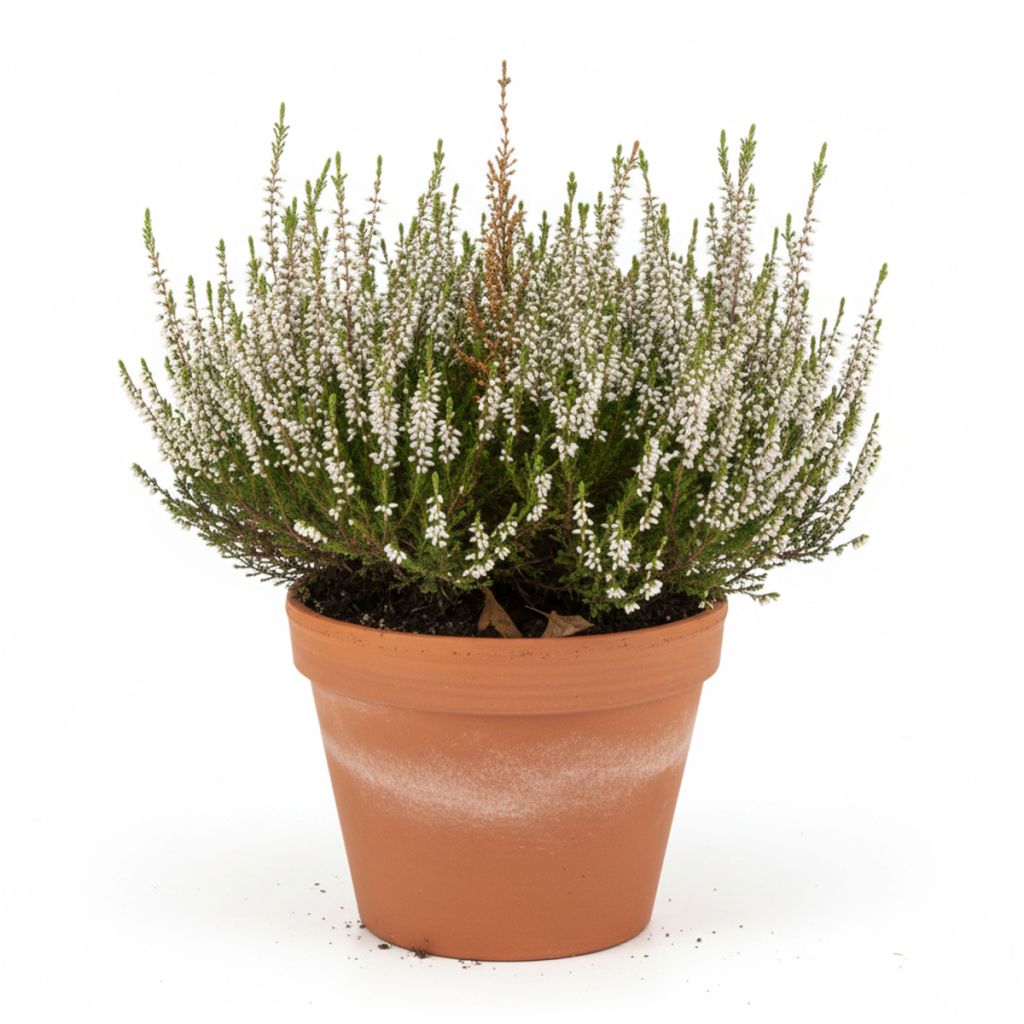 Bruyère d'été blanche