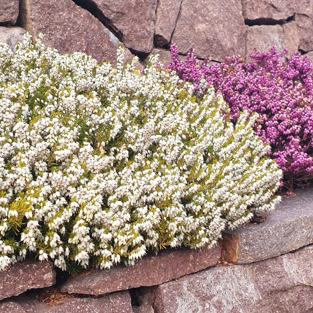 Bruyère d'été blanche