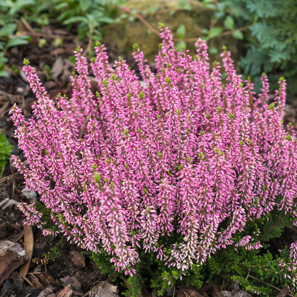 Bruyère d'été rouge