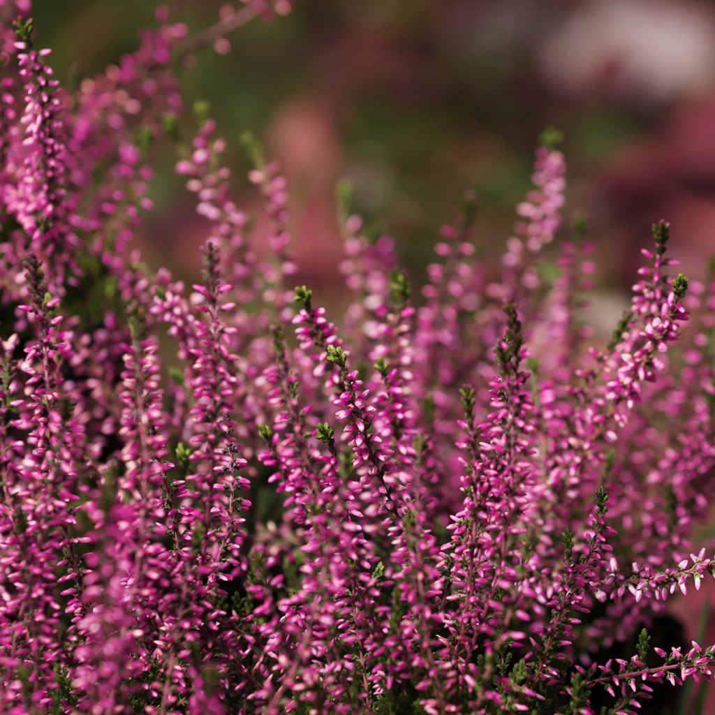 Bruyère d'été rouge