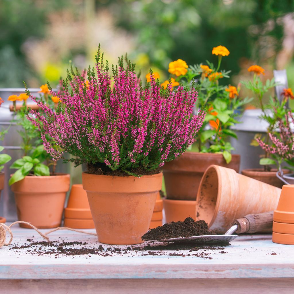Bruyère d'été rouge clair