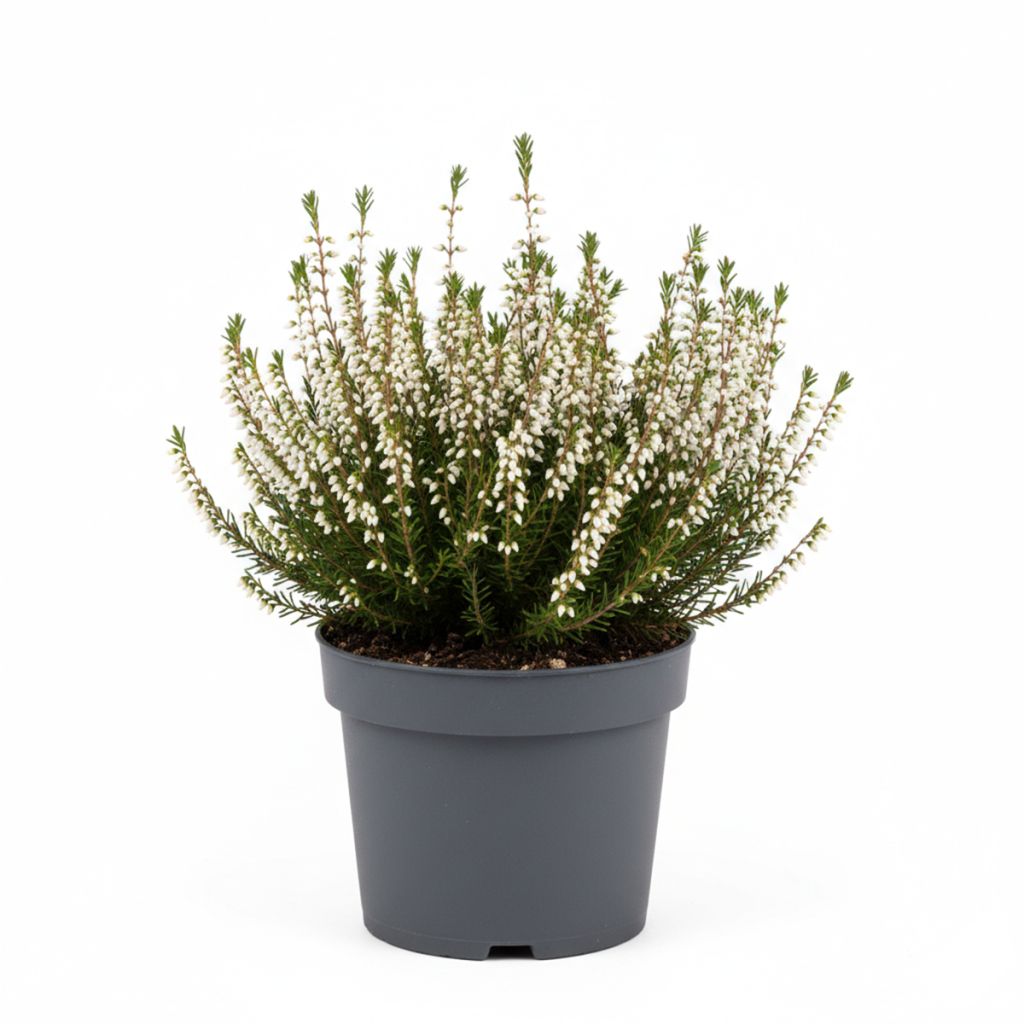 Bruyère d'hiver blanche