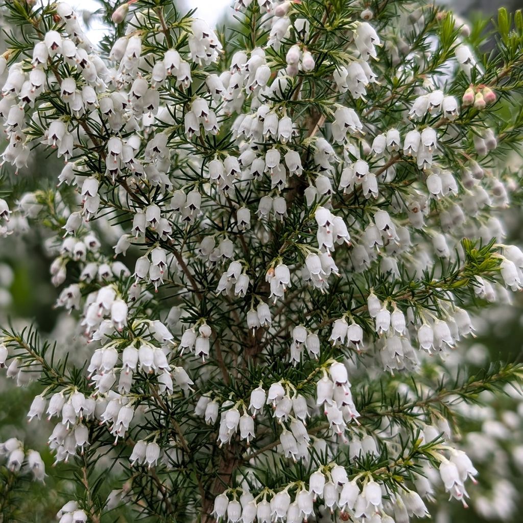 Bruyère d'hiver blanche