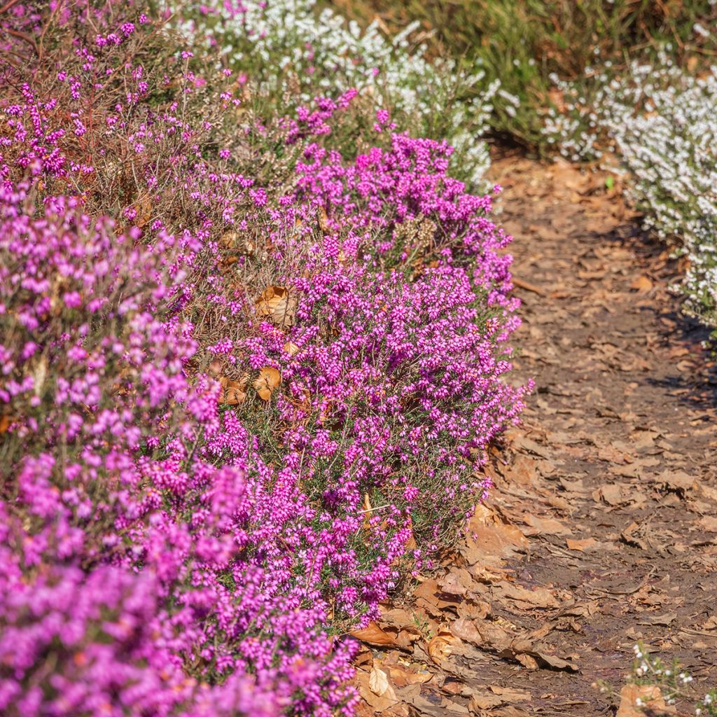Bruyère d'hiver rose