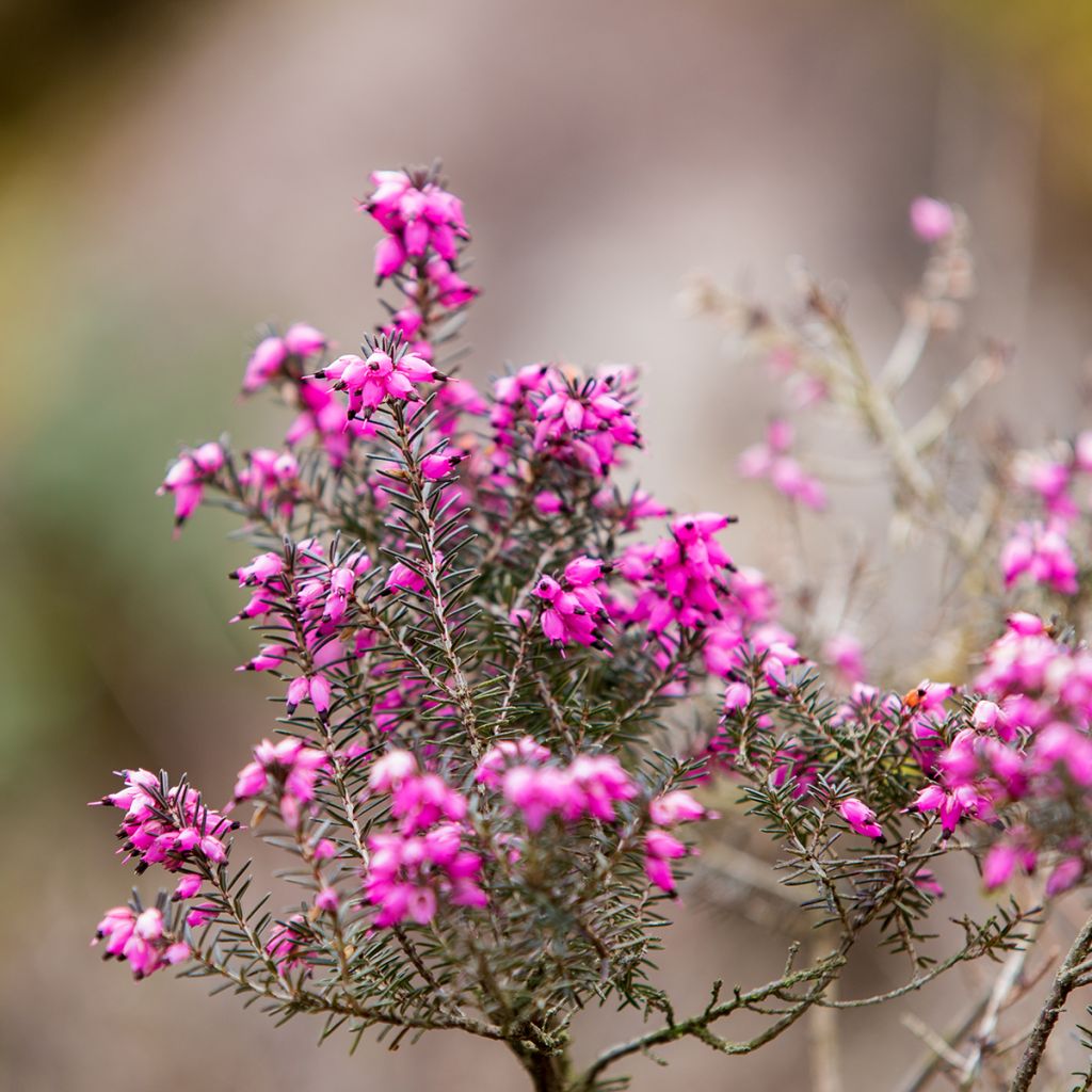 Bruyère d'hiver rose