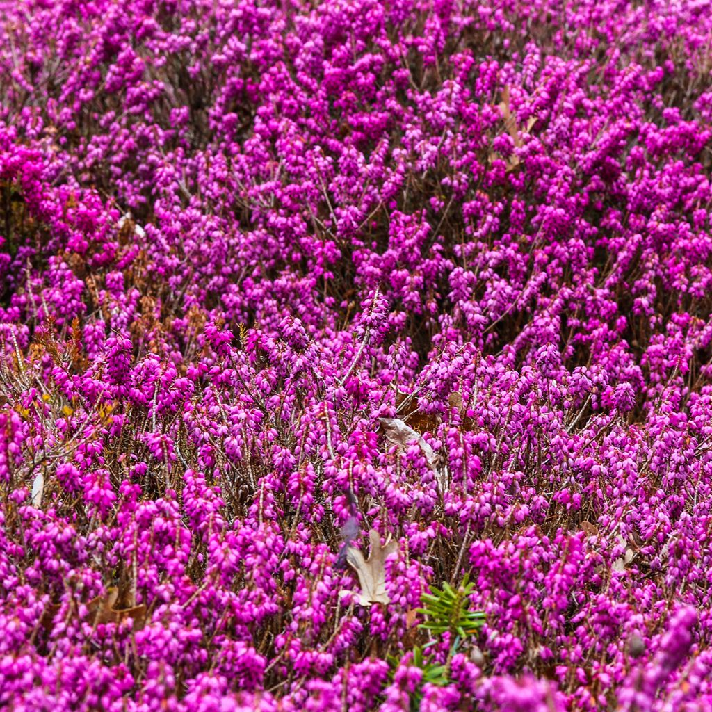 Bruyère d'hiver rouge