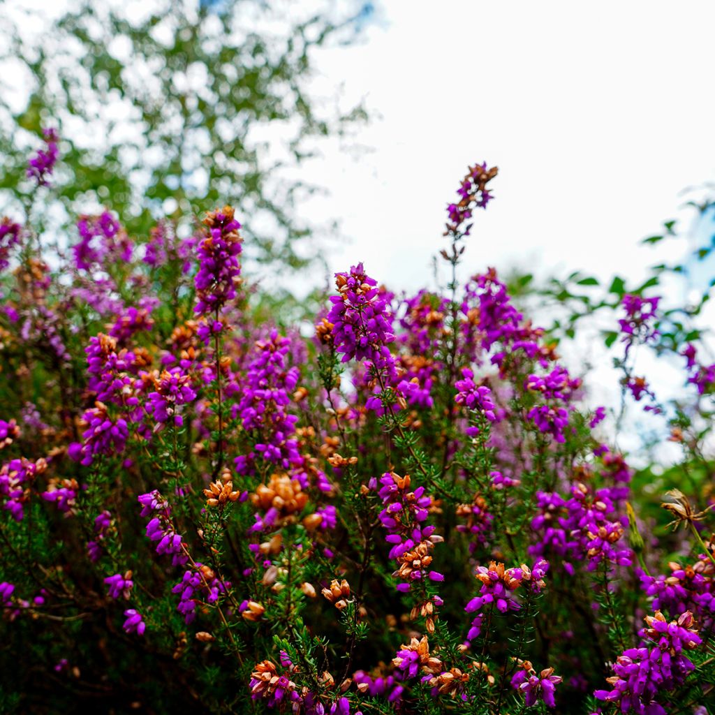 Bruyère des neiges rose
